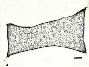 f4-finger-plessite-Gibeon-a-sm