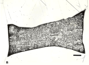 f4-finger-plessite-Gibeon-b-sm