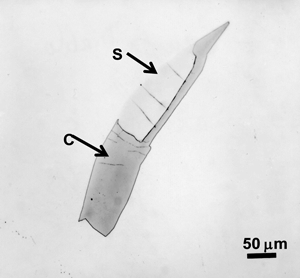 f6-cohenite-schreibersite-c-sm