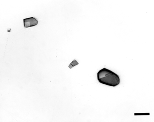 f7-rhabdites-canyon-diablo-sm